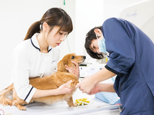 【愛玩動物看護師】国家資格化へ！！