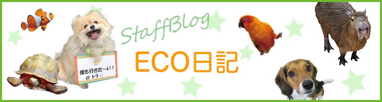 ECO日記 (エコ・コミュニケーション科)