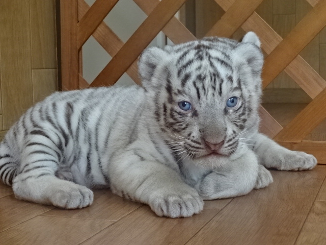 8 21 日 ホワイトタイガーの赤ちゃん来校 Eco日記 名古屋eco動物海洋専門学校