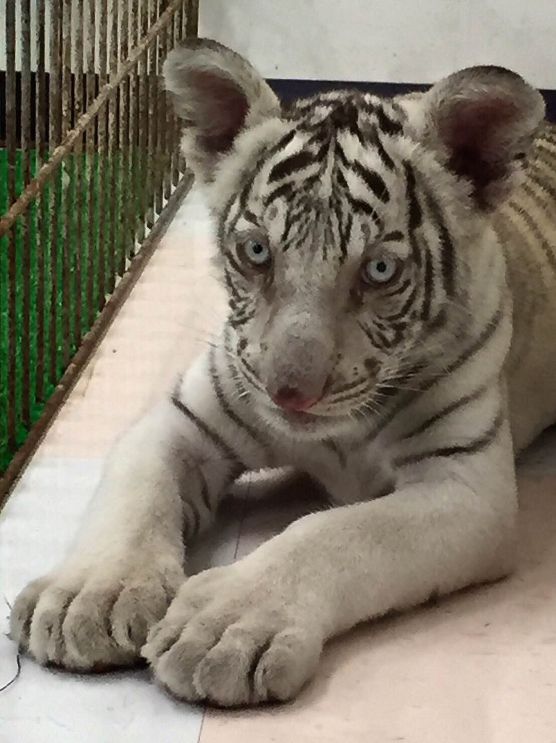 ホワイトタイガーの赤ちゃん スタッフブログ Eco日記 名古屋eco動物海洋専門学校