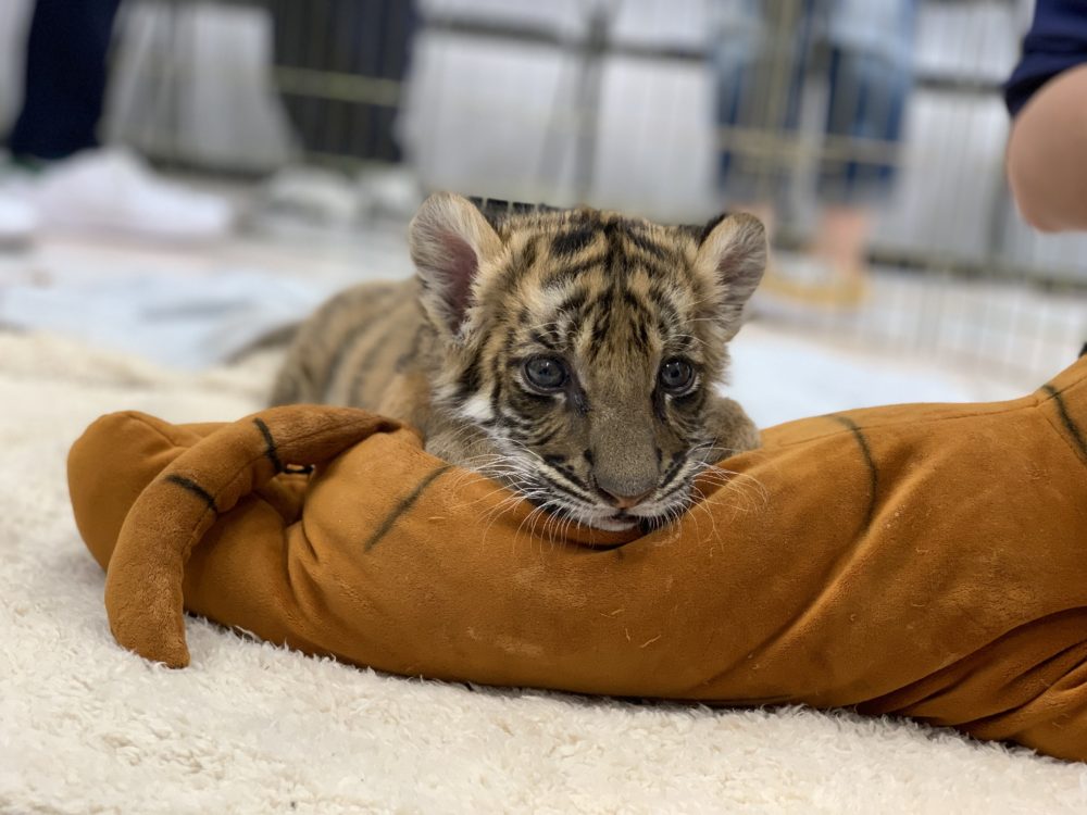 トラの赤ちゃん 名古屋ecoオープンキャンパス4 28 Eco日記 名古屋eco動物海洋専門学校