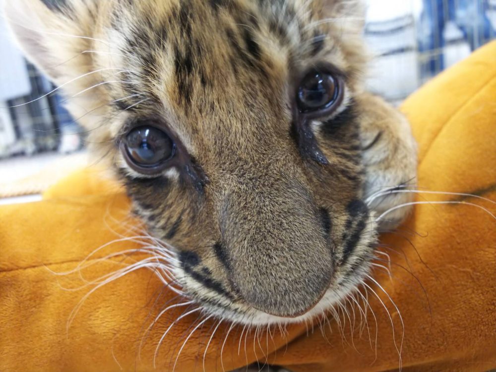 トラの赤ちゃん 名古屋ecoオープンキャンパス4 28 Eco日記 名古屋eco動物海洋専門学校