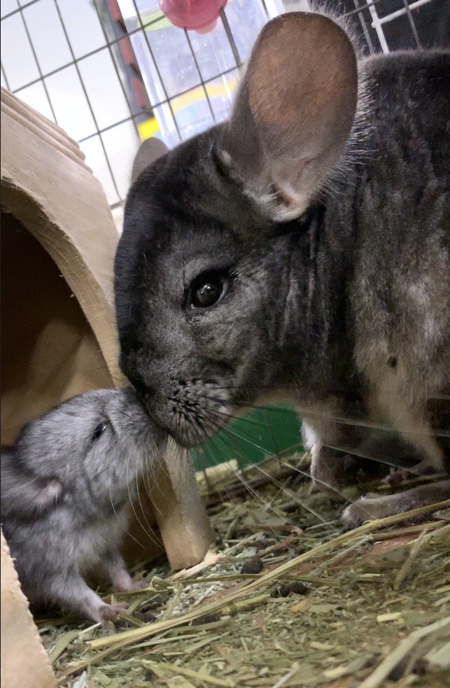 チンチラの赤ちゃん誕生 Eco日記 名古屋eco動物海洋専門学校