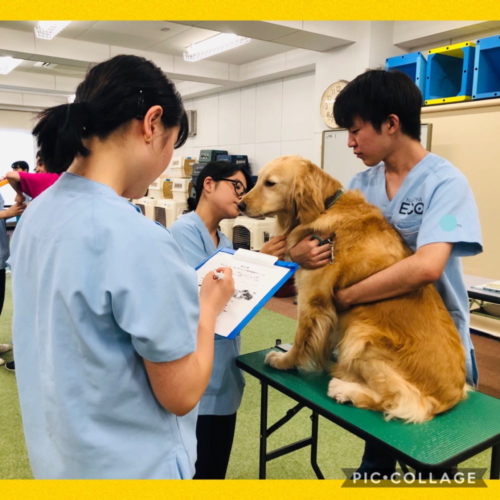 動物看護師専攻 大型犬の保定に挑戦 Eco日記 名古屋eco動物海洋専門学校