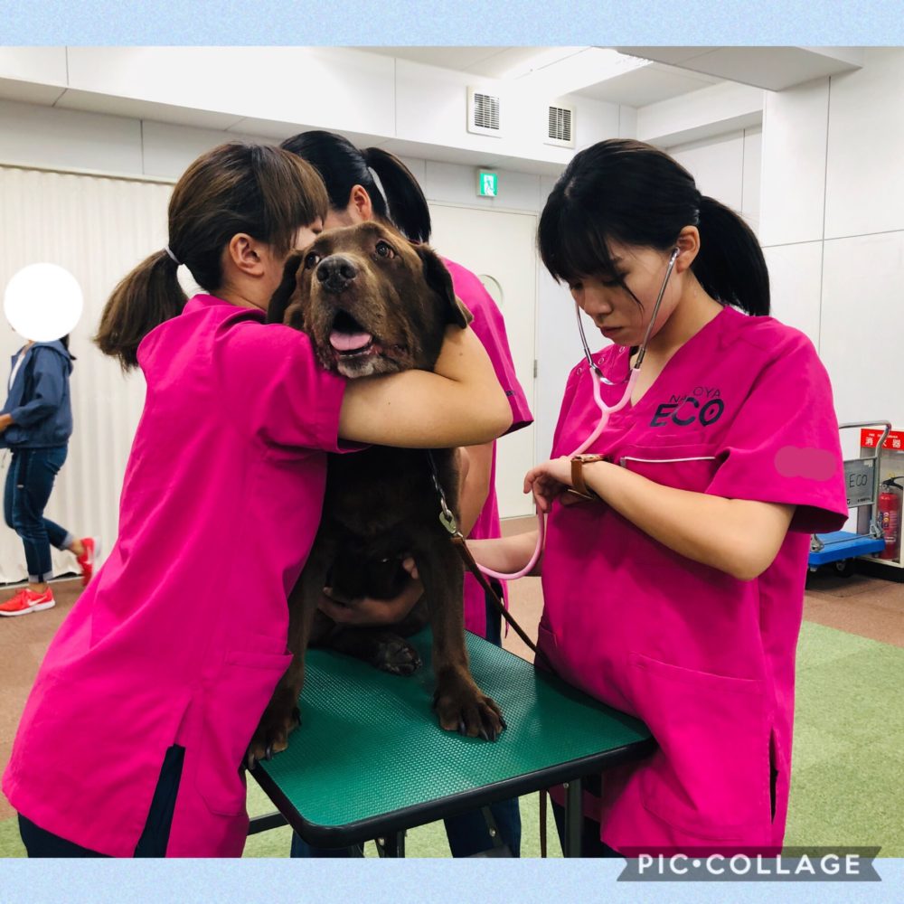 動物看護師専攻 大型犬の保定に挑戦 Eco日記 名古屋eco動物海洋専門学校