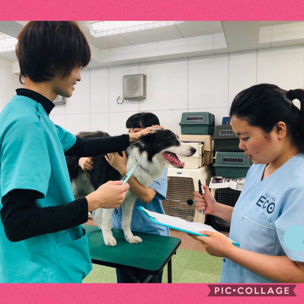 動物看護師専攻 大型犬の保定に挑戦 Eco日記 名古屋eco動物海洋専門学校