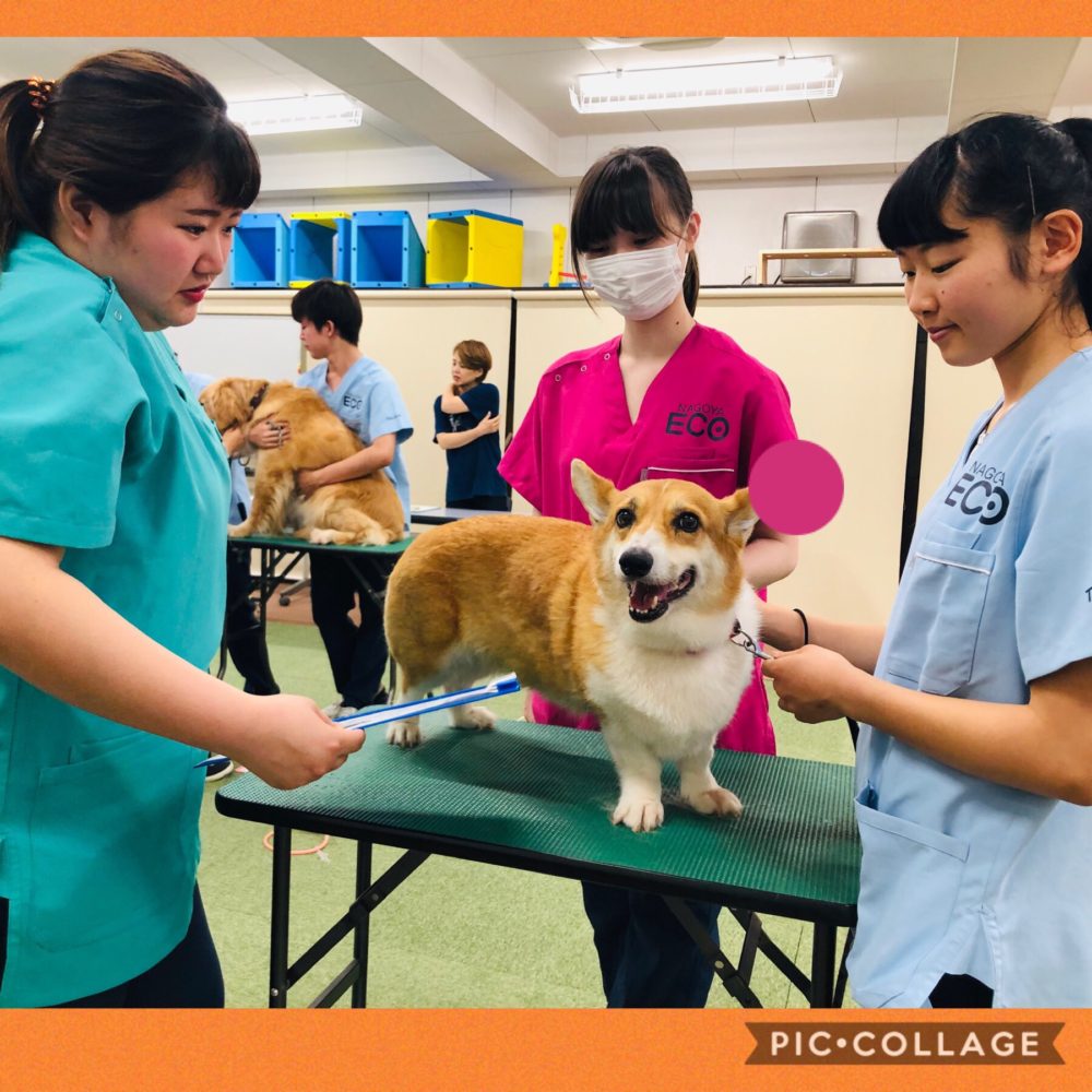 動物看護師専攻 大型犬の保定に挑戦 Eco日記 名古屋eco動物海洋専門学校