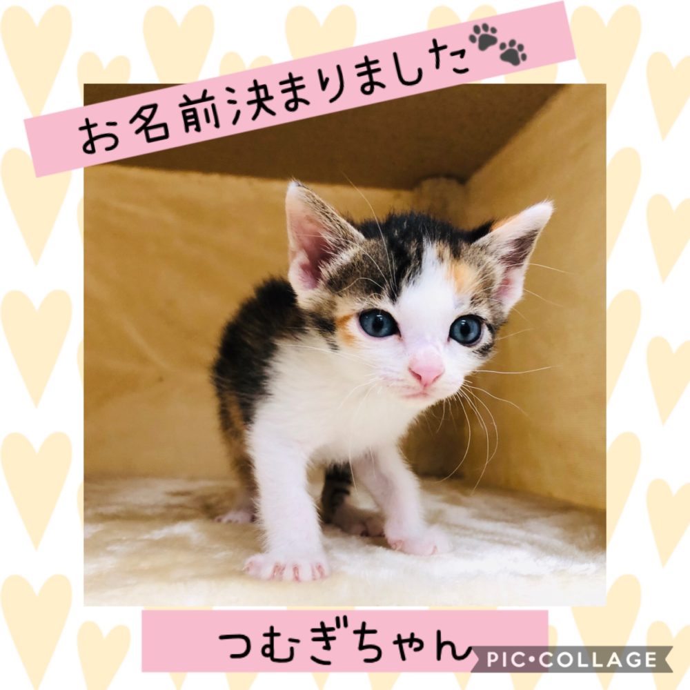 動物看護師専攻 子猫の成長 つむぎちゃん編 Eco日記 名古屋eco動物海洋専門学校