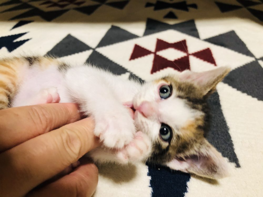 動物看護師専攻 子猫の成長 つむぎちゃん編 Eco日記 名古屋eco動物海洋専門学校