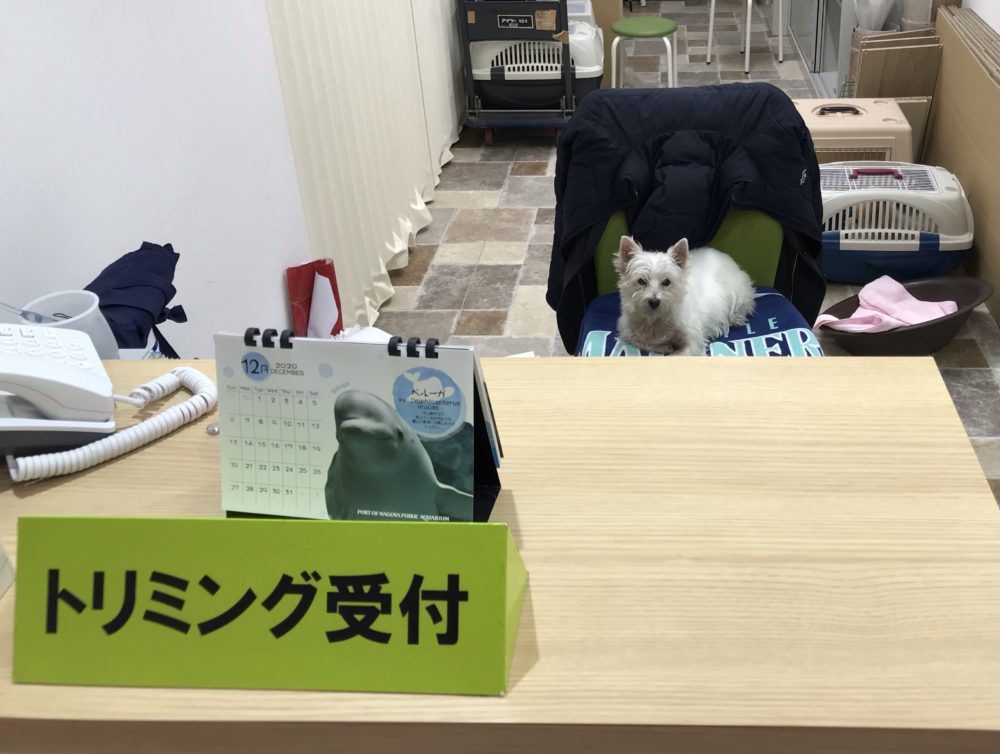 トリミング室の受付犬 ECO日記｜名古屋ECO動物海洋専門学校