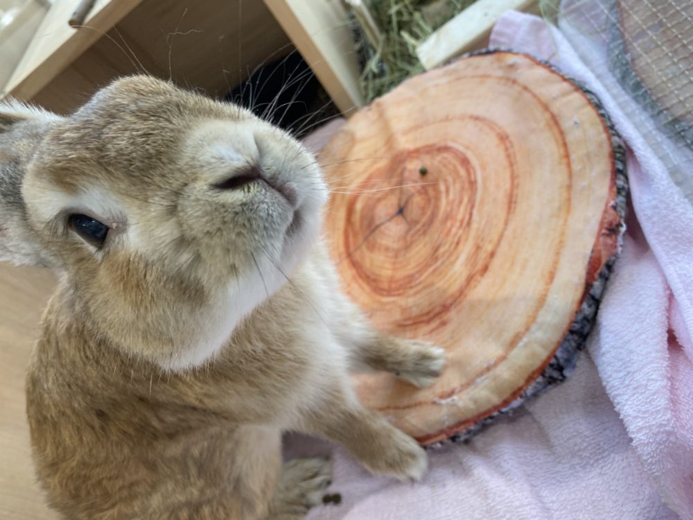 ミニウサギのアリ 自慢のお部屋を紹介 スタッフブログ Eco日記 名古屋eco動物海洋専門学校