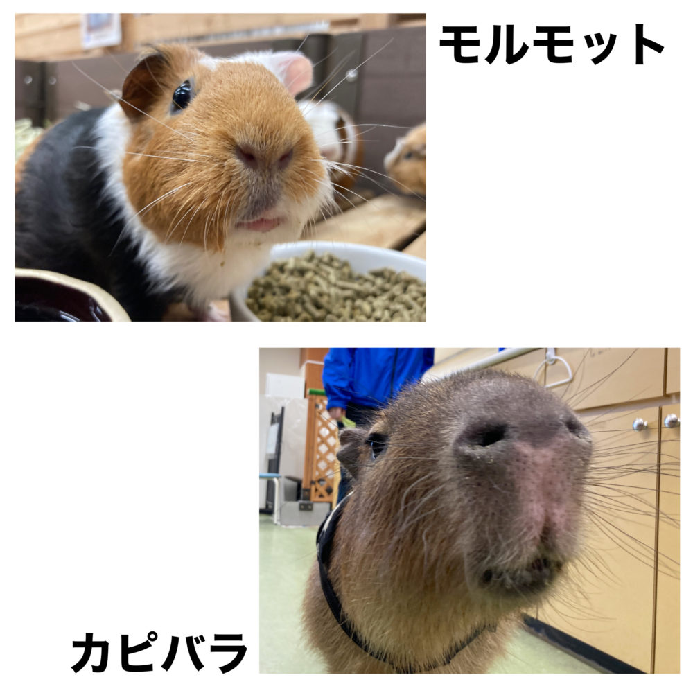 モルモットとカピバラ Eco日記 名古屋eco動物海洋専門学校