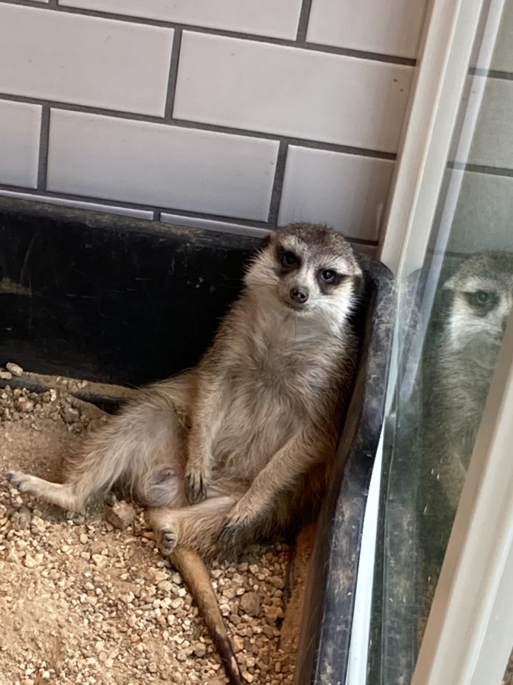 おっさんずわりのミーアキャット Eco日記 名古屋eco動物海洋専門学校