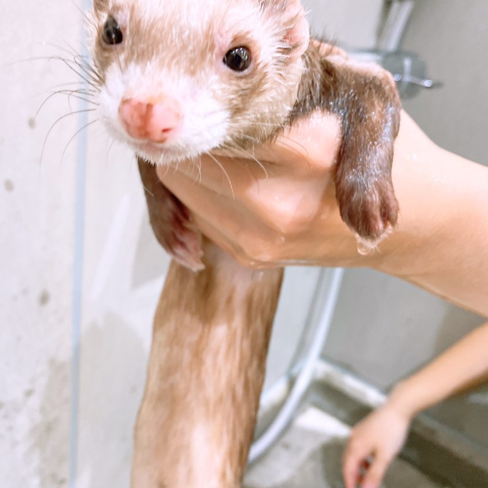 フェレットのシャンプーしたよ Eco日記 名古屋eco動物海洋専門学校