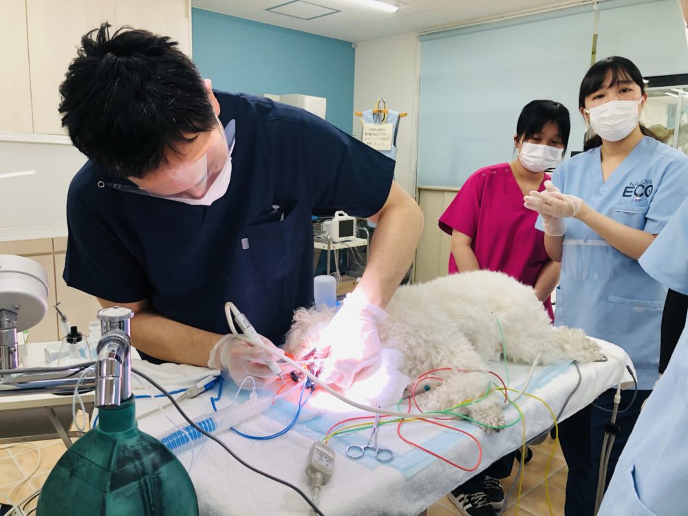 【動物看護師専攻】動物外科看護学実習スタート！ ECO日記｜名古屋ECO動物海洋専門学校