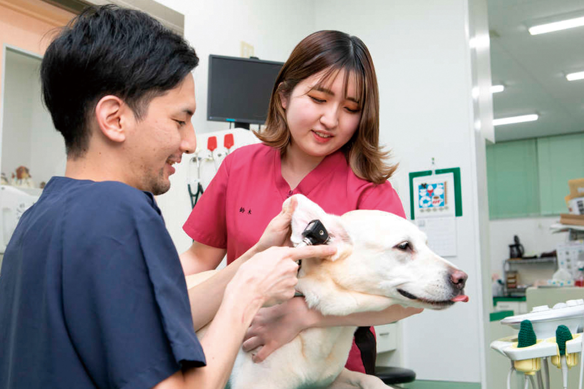 動物 看護 師 に なるには 大学