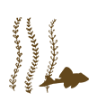 海藻と魚のイラスト